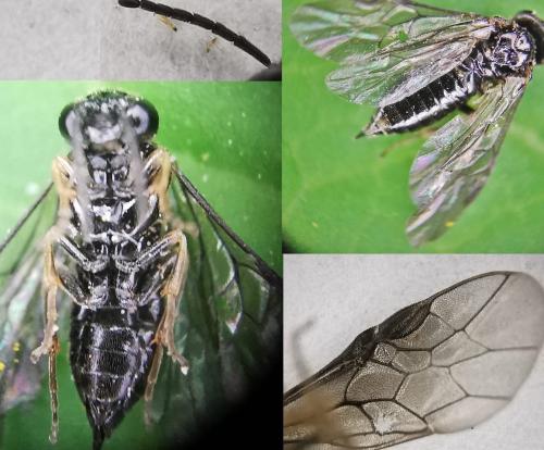 Blennocampinae